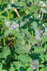 Blütenknospen der Klette, Arctium