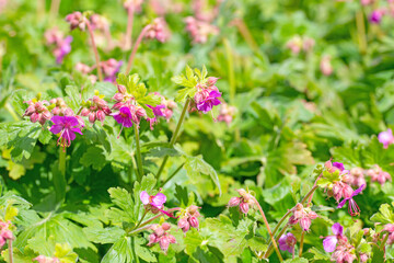 Blühender Cambridge-Storchschnabel im Frühling