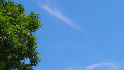 The green leaf of the top of the tree against the blue sky at midday. For use as background or copy space.