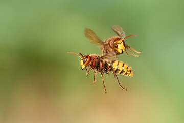 Hornissen (Vespa crabro)