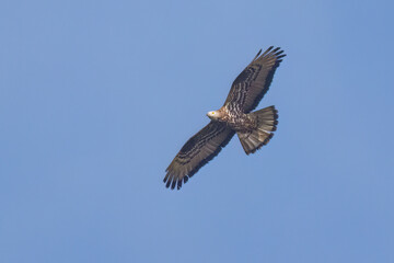 Obraz premium Wespenbussard (Pernis apivorus)