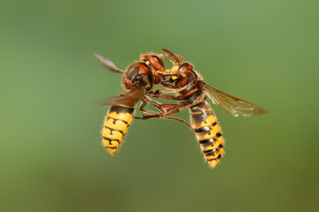Hornissen (Vespa crabro)