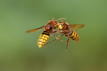 Hornissen (Vespa crabro)