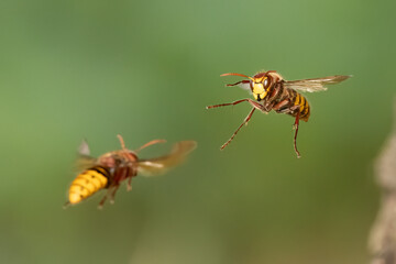 Hornissen (Vespa crabro)