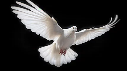 Fotobehang white dove isolated on black background ©  Mohammad Xte