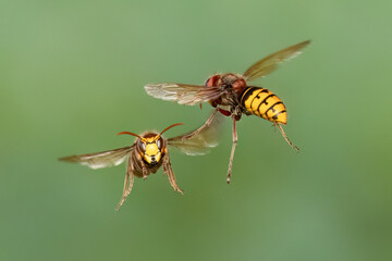 Hornissen (Vespa crabro)