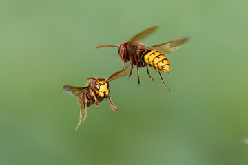 Hornissen (Vespa crabro)