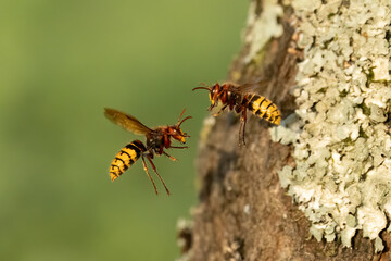 Hornissen (Vespa crabro)