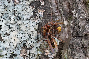 Europäische Hornisse (Vespa crabro), Arbeiterin und Drohne