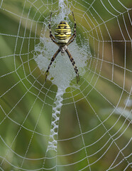 Wespenspinne (Argiope bruennichi)