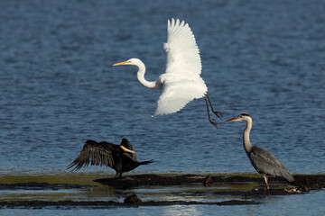 Silberreiher, Graureiher und Kormoran