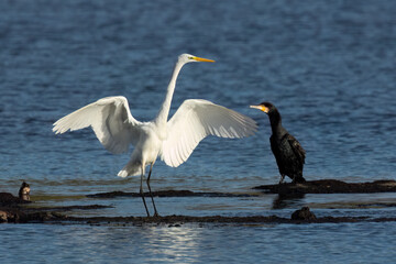 Silberreiher, Graureiher und Kormoran