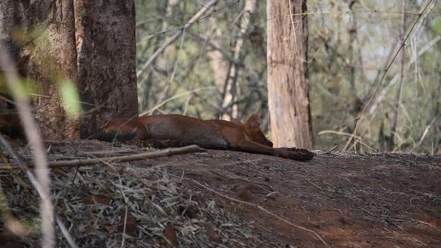 A group of Indian wilddog aka Dhole relaxing near a waterhole inside Pench Tiger Reserve during a wildlife safari