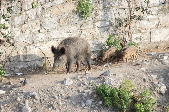 A Genova nel Bisagno un cinghiale femmina con tre cuccioli al seguito passeggiano sulle sponde del fiume. Scena di vita selvatica in citt&agrave;.