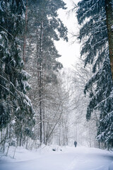 Snowy forest in Finland