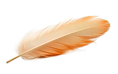 Single Light Orange Bird Feather Isolated on Transparent Background PNG.