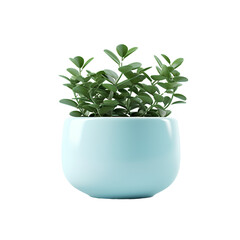 Potted plants for home and office decoration on transparent background PNG