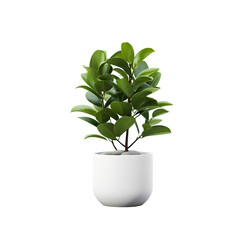Potted plants for home and office decoration on transparent background PNG