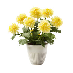 Potted plants on transparent background PNG for home and office decoration or other projects.