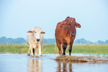 Portrait Cows on a green field in India. 