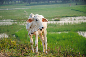 Portrait Cows on a green field in India. 