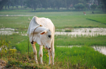 Portrait Cows on a green field in India. 