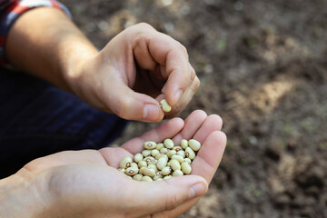 A male farmer holds early bush bean seeds in his hands. The farmer selects legume seeds before...
