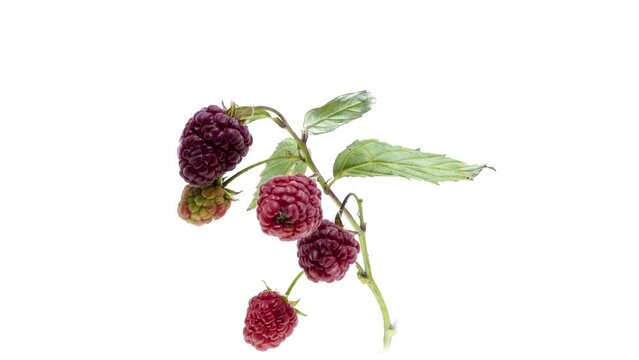 Timelapse of ripening raspberry on white background. 4K