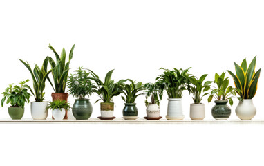 Collection of Stunning Green Room Plants Isolated on Transparent Background PNG.