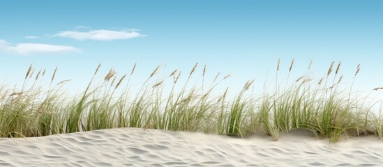 Obraz premium Ocean vegetation and coastal mounds