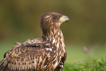Majestic predator White-tailed eagle, Haliaeetus albicilla in Poland wild nature