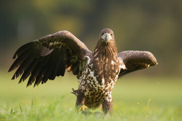 Majestic predator White-tailed eagle, Haliaeetus albicilla in Poland wild nature