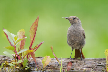 Bird - Black Redstart Phoenicurus ochruros bird wildlife Poland Europe
