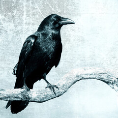 beautiful raven Corvus corax sitting on the branch North Poland Europe, old vintage filters - halloween