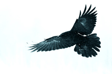 Birds flying raven isolated on white background Corvus corax. Halloween, silhouette of a large...