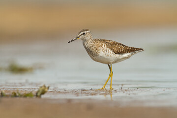 Shorebirds - Wood Sandpiper Tringa glareola, wildlife Poland Europe