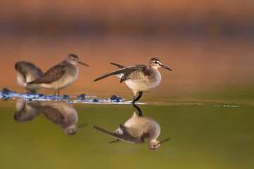 Shorebirds - Wood Sandpiper Tringa glareola, wildlife Poland Europe