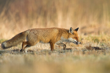 Naklejka na ściany i meble Mammals - Red Fox Vulpes vulpes in natural habitat, Poland Europe, animal walking among meadow in amazing warm light