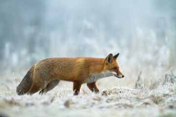 Mammals - Red Fox Vulpes vulpes in natural habitat, Poland Europe, animal walking among meadow in amazing warm light