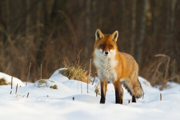 Mammals - Red Fox Vulpes vulpes in natural habitat, Poland Europe, animal walking among meadow in amazing warm light