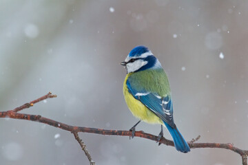 Bird - Blue Tit Cyanistes caeruleus perched on tree