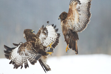 common buzzard Buteo buteo in the fields in winter snow, buzzards in natural habitat, hawk bird on...