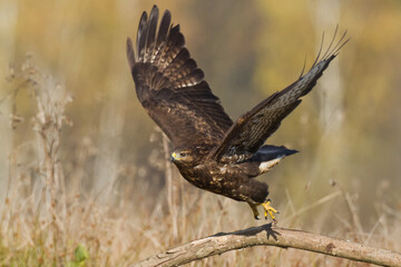 common buzzard Buteo buteo in the fields in winter snow, buzzards in natural habitat, hawk bird on the ground, predatory bird close up winter bird