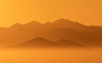 golden sunset, mountains above the fog in the background  and a school of migratory birds flies in the sky