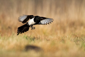 The Eurasian Magpie or Common Magpie or Pica pica on the branch with colorful background, winter...
