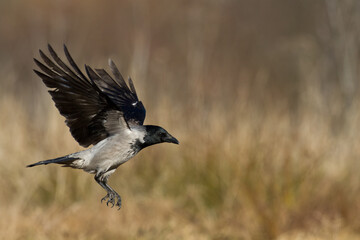 flying Bird - Hooded crow Corvus cornix in amazing warm background Poland Europe
