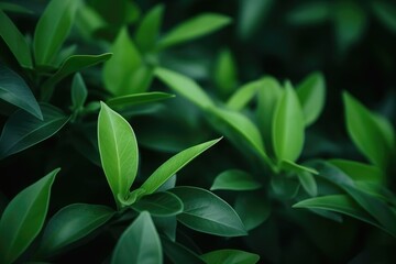 Fototapeta premium dark green leaf texture