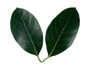 leaves of the jackfruit tree, isolated on white background