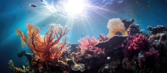 Underwater photo of tropical coral reef in Raja Ampat with sunlight and soft corals