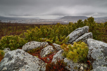 Surroundings of the city of Magadan, Magadan region, Siberia, Far East of Russia. Harsh northern landscape. Cloudy rainy weather in early summer. Rocks and Siberian dwarf pine in the foreground.